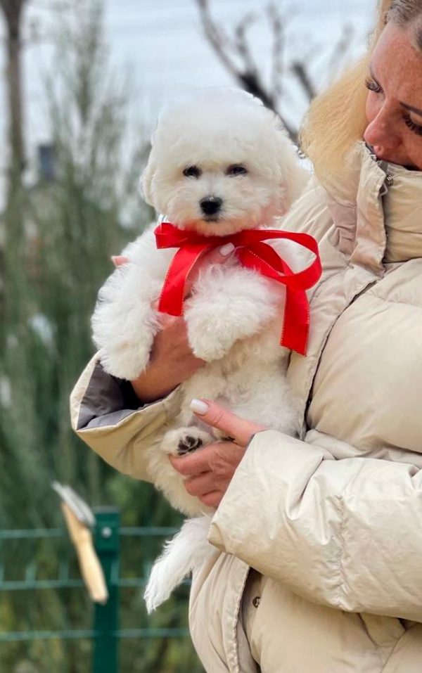New Zealand Bichon Frise