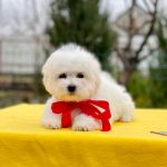 New-Zealand-female-Bichon-Frise-puppy-for-sale-2