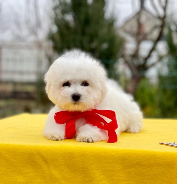 New Zealand Bichon Frise