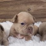 Ollo French Bulldog
