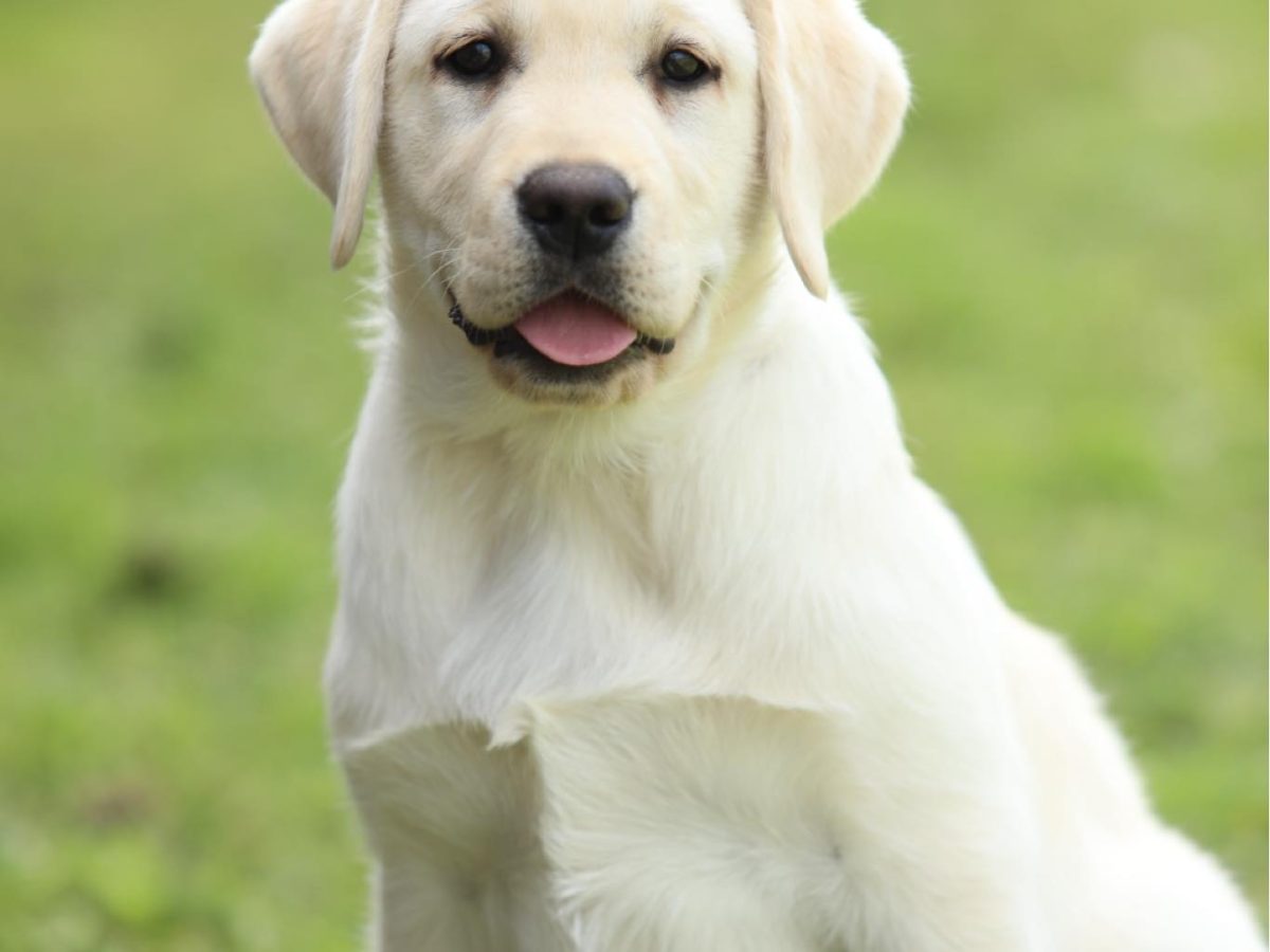 Pet Buying A Labrador Pet Dog Labrador Price Labrador: Most