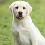 Vivika Labrador Retriever