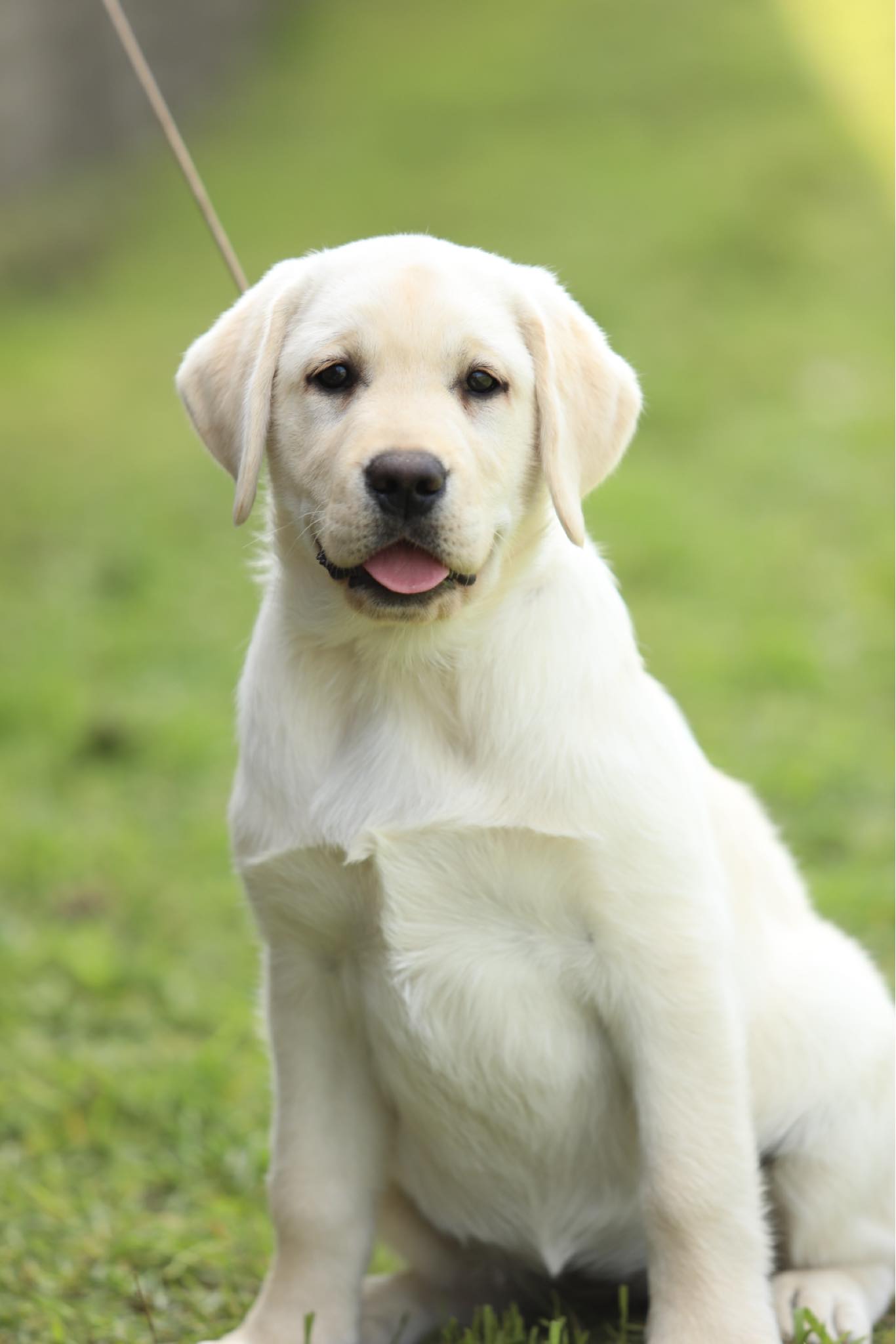 Labrador Puppy White Lab Retriever Mix White Lab Puppies Lab X