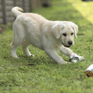 Nika Labrador Retriever