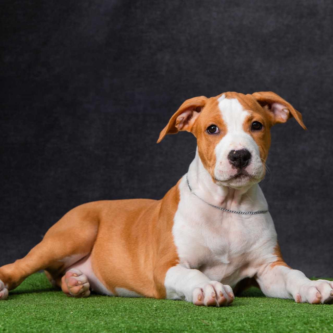 Staffordshire Terriers American Stafford Cane Purebred American