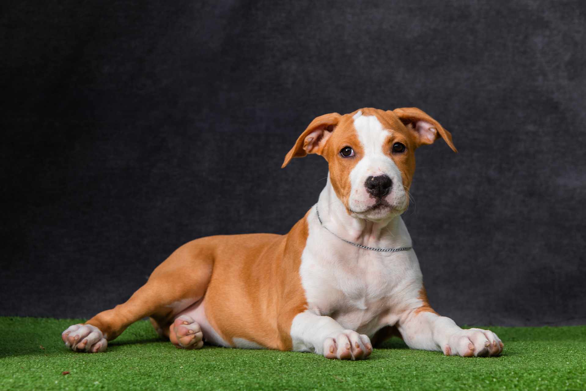 Staffy Puppy Staffordshire Bull Terrier Fawn American Staffy Cross