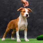 Noelle-female-American-Staffordshire-Terrier-puppy-for-sale-2