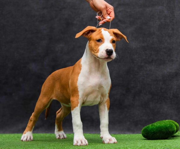 Noelle American Staffordshire Terrier