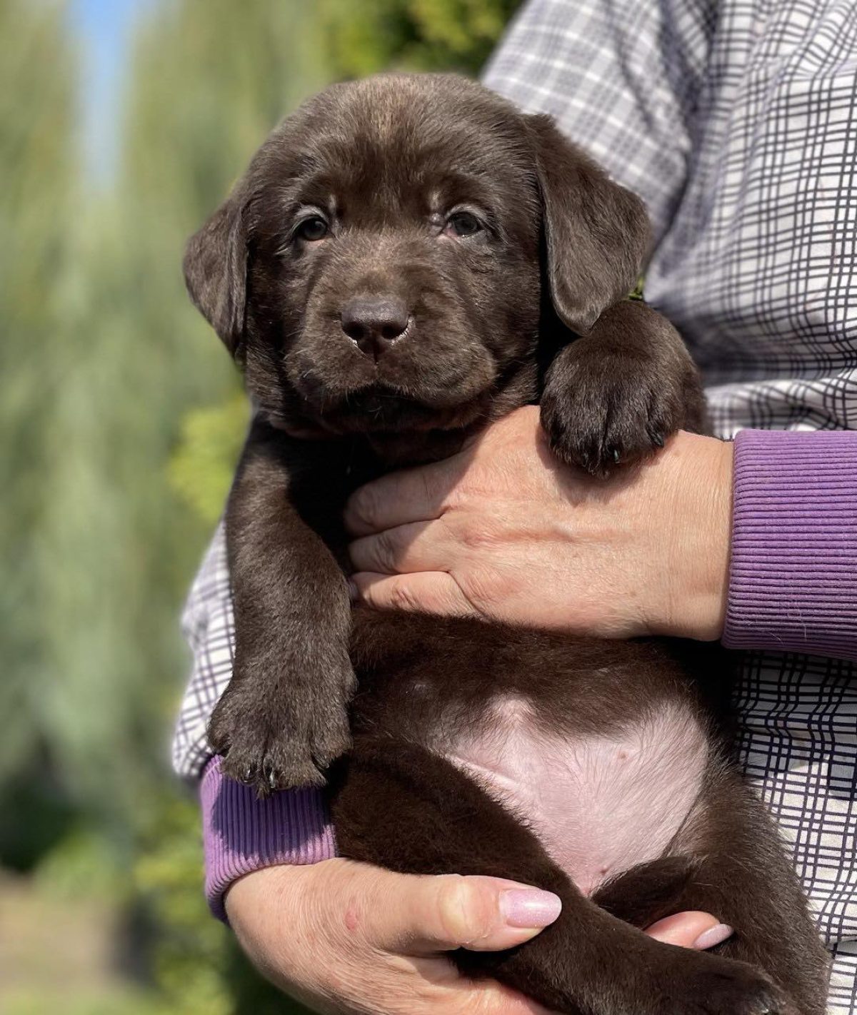 Labrador Retriever Dogs and Puppies for sale NewDoggy
