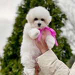 New Zealand Bichon Frise