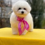 Norway-female-Bichon-Frise-puppy-for-sale-2
