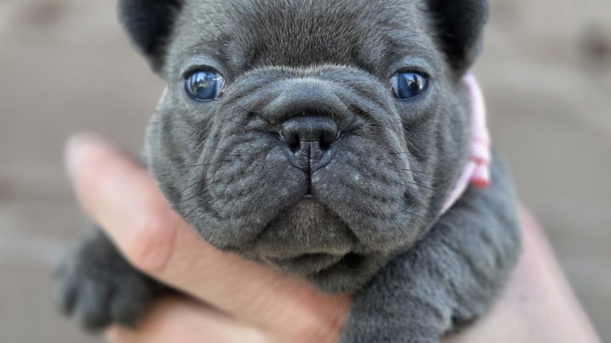 Bulldog Rescue Blue French Bulldog Puppies For Sale Near Me