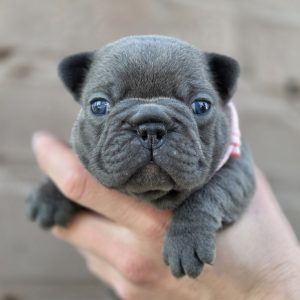 Olive French Bulldog