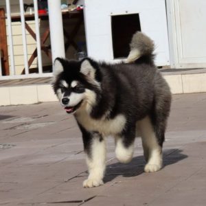 Olla Alaskan Malamute