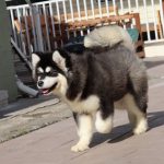 Olla-female-alaskan-malamute-puppy-for-sale-2