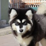 Olla-female-alaskan-malamute-puppy-for-sale-3