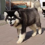 Olla-female-alaskan-malamute-puppy-for-sale-4