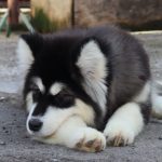 Olla-female-alaskan-malamute-puppy-for-sale-6