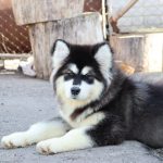Mia Alaskan Malamute