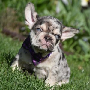 Ollo French Bulldog