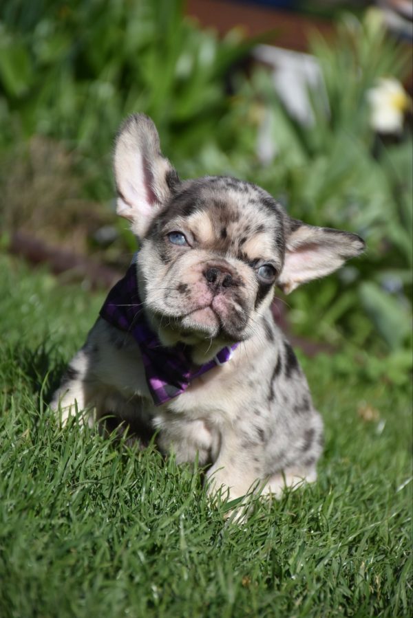 Ollo French Bulldog