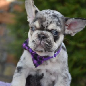 Ollo French Bulldog