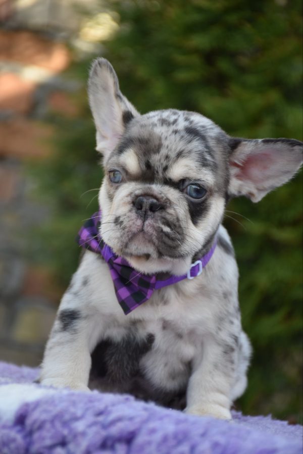Ollo French Bulldog