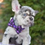 Ollo-male-French-Bulldog-puppy-for-sale-1 (3)