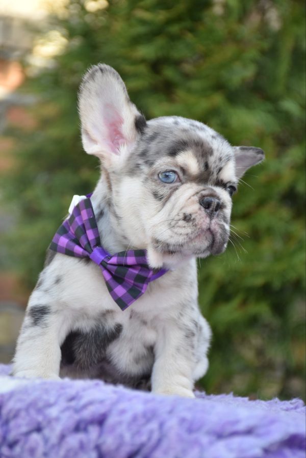 Ollo French Bulldog