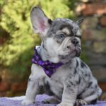 Ollo-male-French-Bulldog-puppy-for-sale-1 (4)