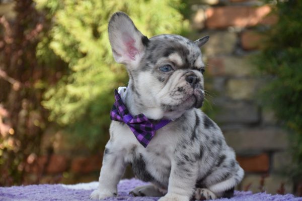 Ollo French Bulldog