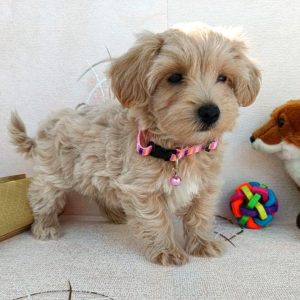 Omra Maltipoo