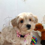Tallia Maltipoo