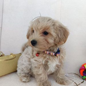 Otis Maltipoo