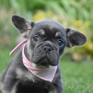 Petra French Bulldog