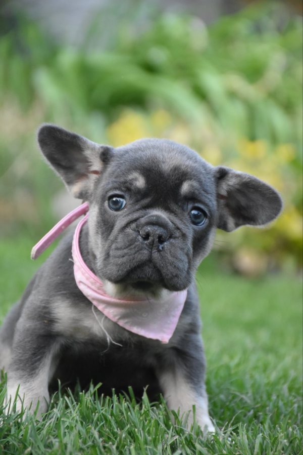 Petra French Bulldog