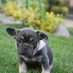 Petra-female-French-Bulldog-puppy-for-sale-1 (2)