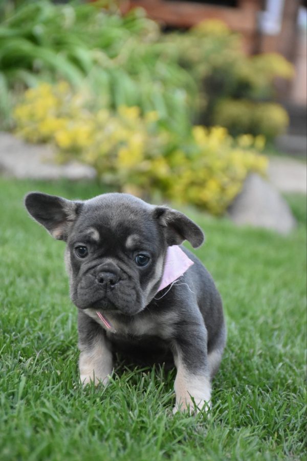 Petra French Bulldog
