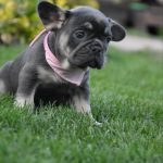 Petra-female-French-Bulldog-puppy-for-sale-1 (3)
