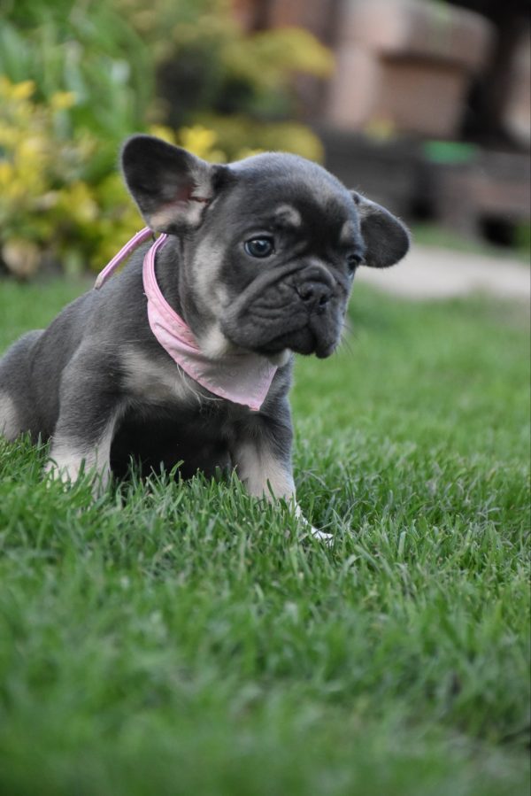 Petra French Bulldog