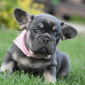 Petra French Bulldog