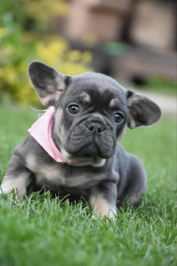 Petra French Bulldog
