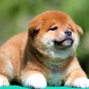 Rachel Shiba Inu