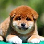 Rachel-female-shiba-inu-puppy-for-sale-1 (2)