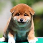 Ricks Shiba Inu