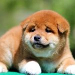 Rachel-female-shiba-inu-puppy-for-sale-1 (4)