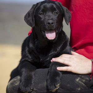 Rafela Labrador Retriever