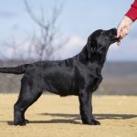 Rafela-female-labrador-retriver-puppy-for-sale-1 (2)