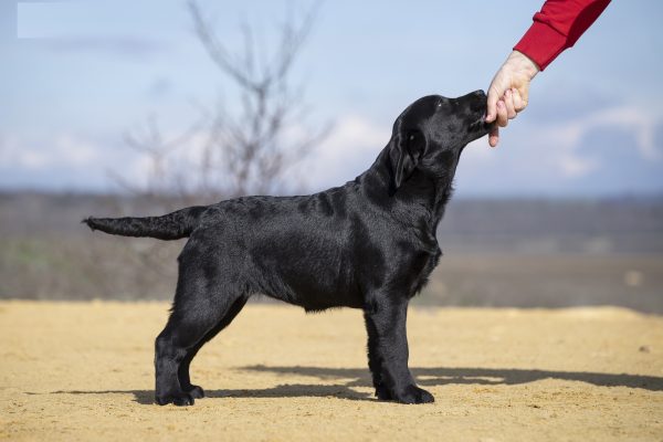 Rafela Labrador Retriever