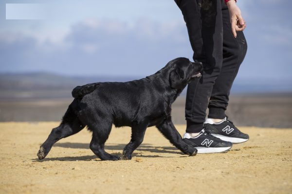 Rafela Labrador Retriever
